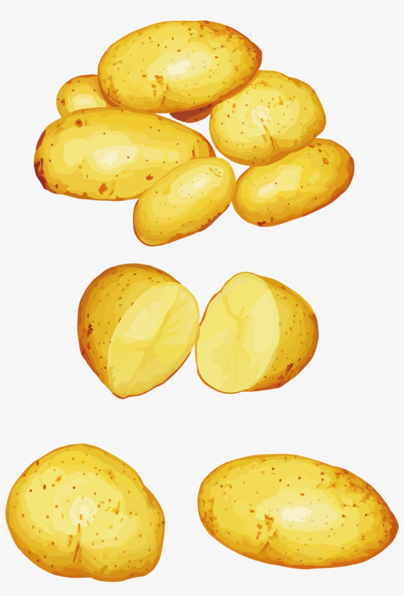 Potatoes Png Clipart - Vector, transparent png #8824904