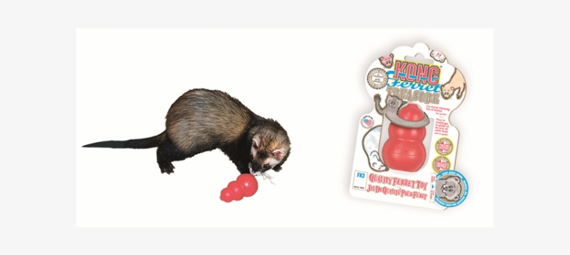 ferret kong