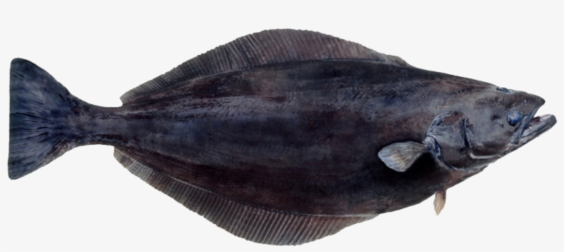Greenland Halibut, transparent png #8875501