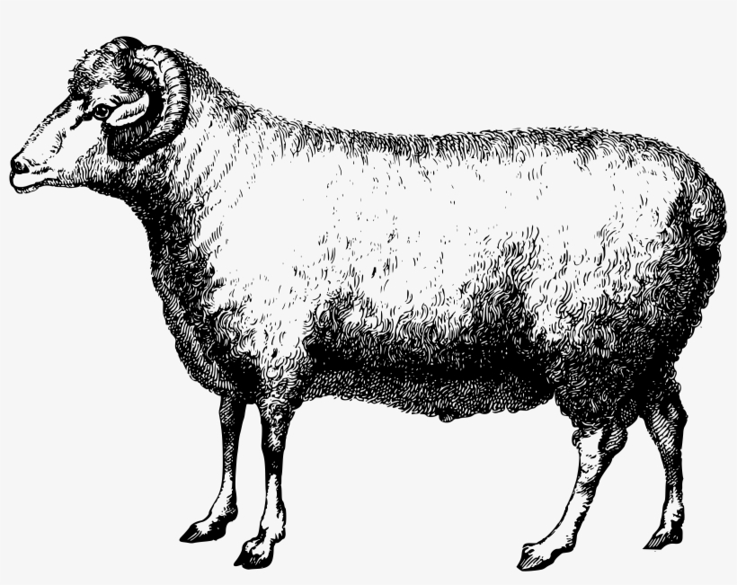 This Free Icons Png Design Of Merino Ram, transparent png #8875542
