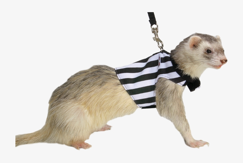 Ferret Toys, Ferrets, I Can Haz, Toy Dog - Punxsutawney Phil, transparent png #8876086