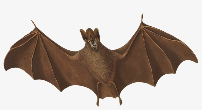 Halloween Bat Flying - Vampire Bat, transparent png #8876226
