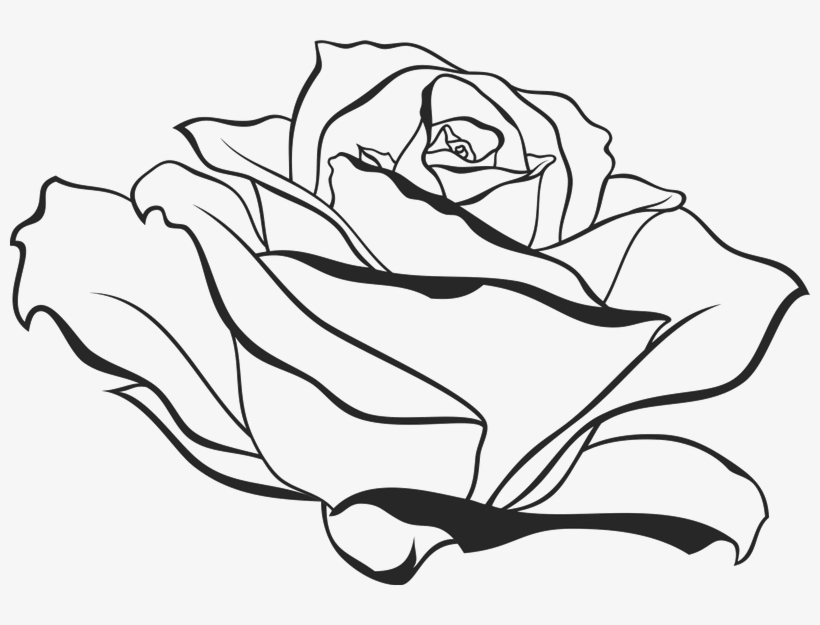 800 X 545 6 - Side View Rose Drawing, transparent png #8877076