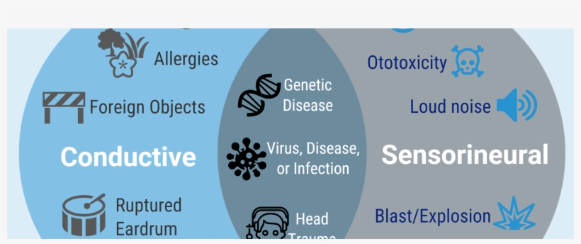 Causes Of Hearing Loss - Graphic Design, transparent png #8880021