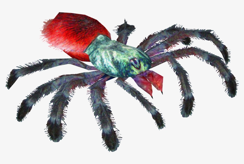 Antilles Pinktoe Tarantula, transparent png #8880066