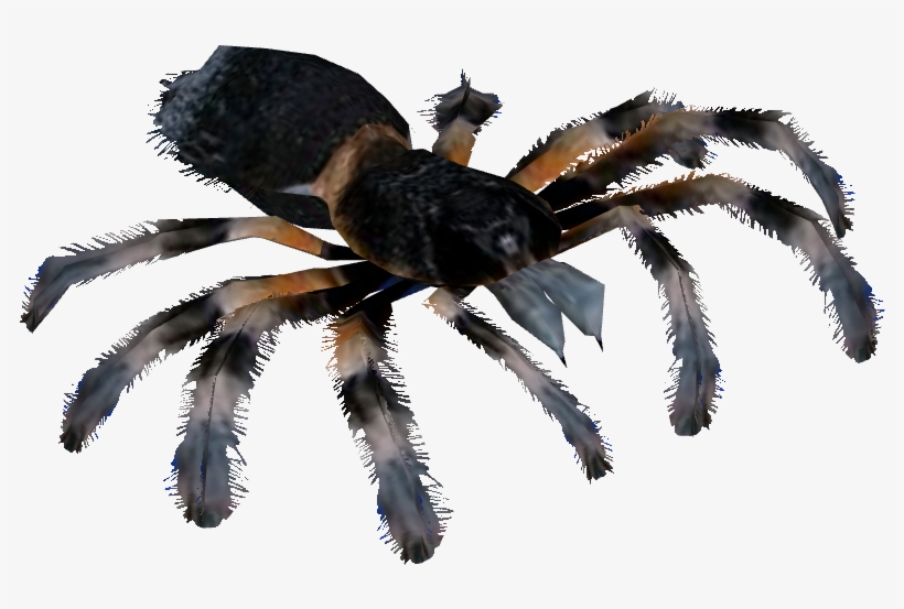 Mexican Red Knee Tarantula, transparent png #8880143