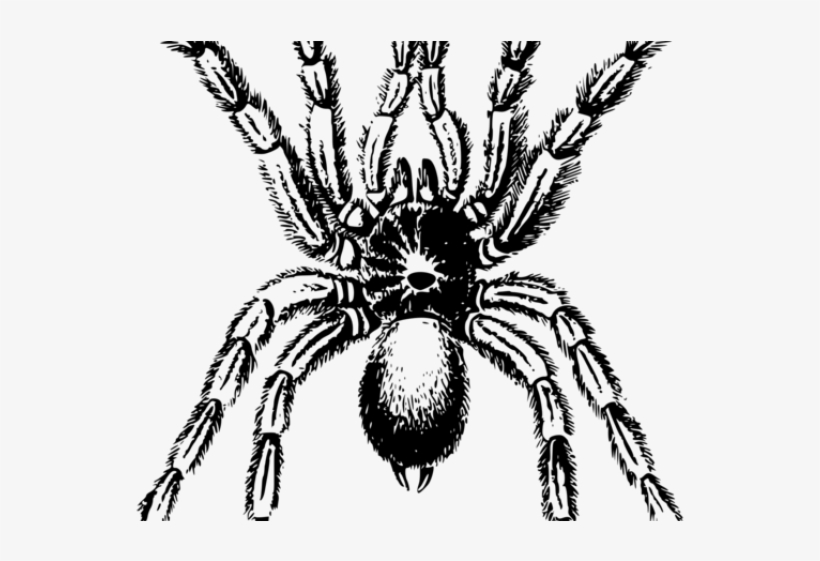 Tarantula Clipart Black And White, transparent png #8880325