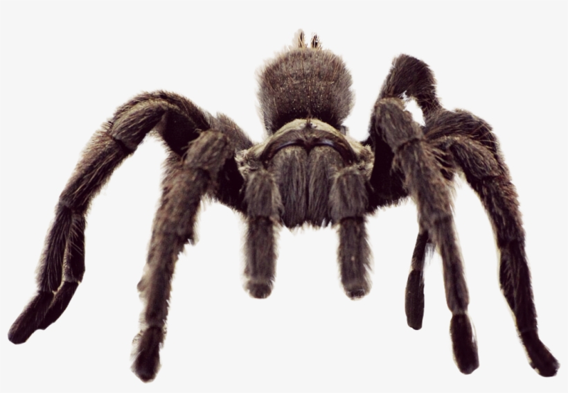 Scanimal Sticker - Tarantula Spider, transparent png #8880366