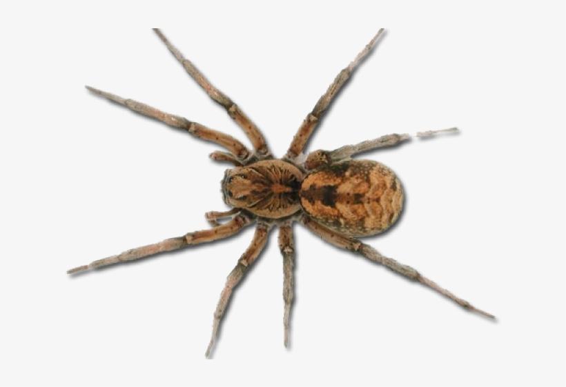 Tarantula Clipart Realistic - Wolf Spider Australia, transparent png #8880427