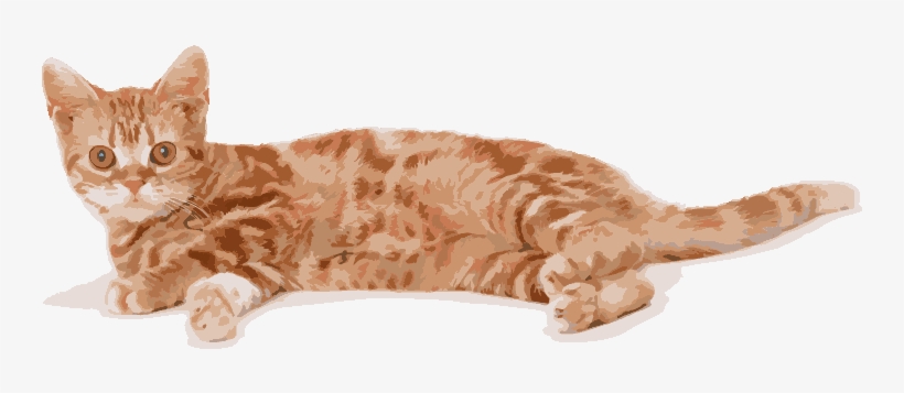 Input Here Kitty Kitty, transparent png #8881268