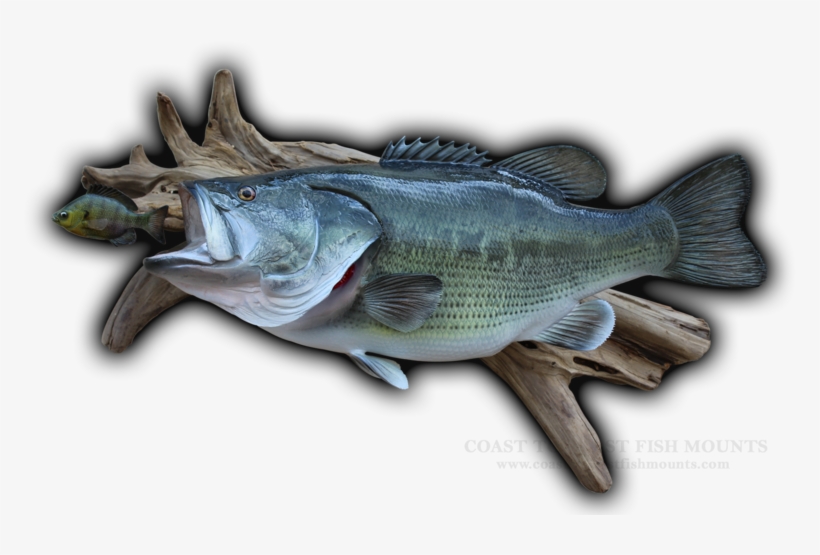 24 1/2\ - Bass, transparent png #8881351