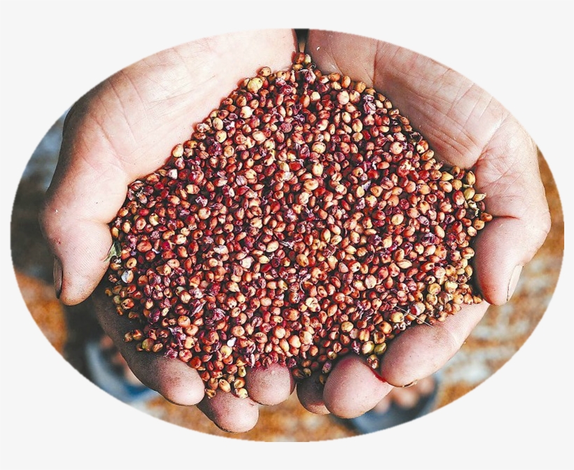 Sorghum Threshing Machine Rice Thresh Machine For Sale - 高粱 種子, transparent png #8881570