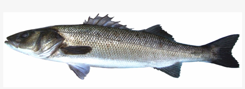 Sea Bass, transparent png #8881657