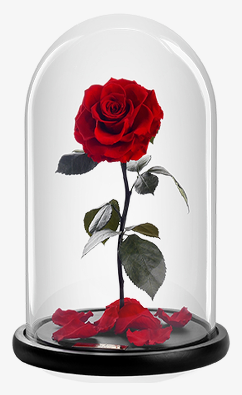 The Bella Rose - Garden Roses, transparent png #8881969
