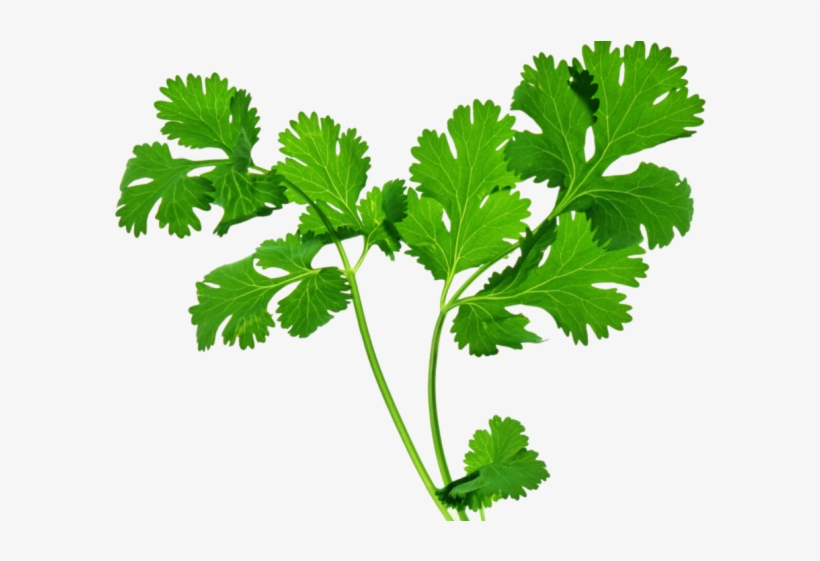 Parsley Clipart Transparent - Herbs Png, transparent png #8883175