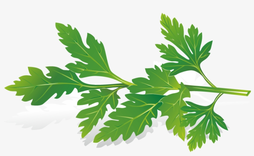 Planting Clipart Herb - Free Herb Vector, transparent png #8883295