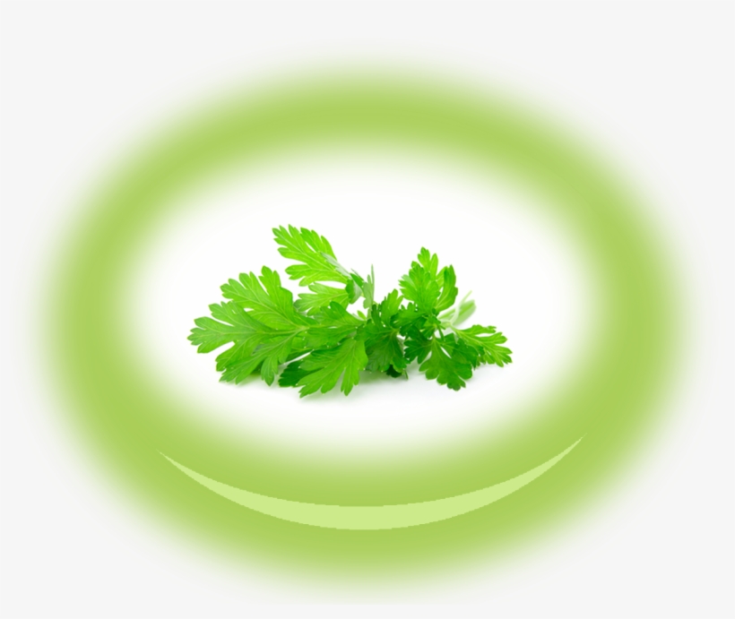 Zoom Zoom Image - Parsley, transparent png #8883618