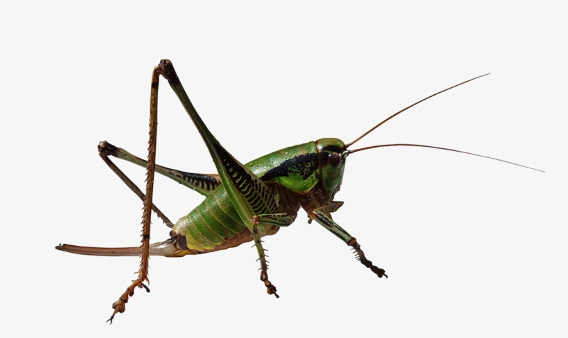 Locust, transparent png #8884005