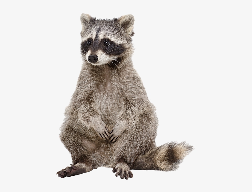 Raccoon Stock, transparent png #8884633