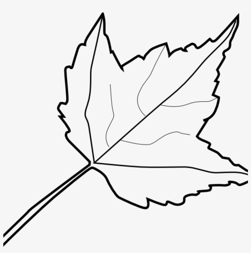 Leaf Outline Images Maple Leaf Outline Clip Art At - Leaf Clipart Black And White Png, transparent png #8885660