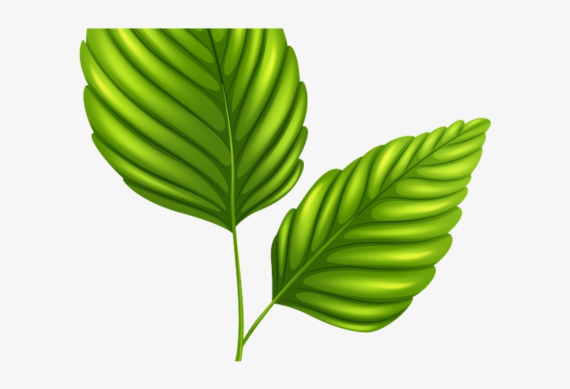 Green Leaves Clipart Outline - Desenho Plantas Png, transparent png #8886085