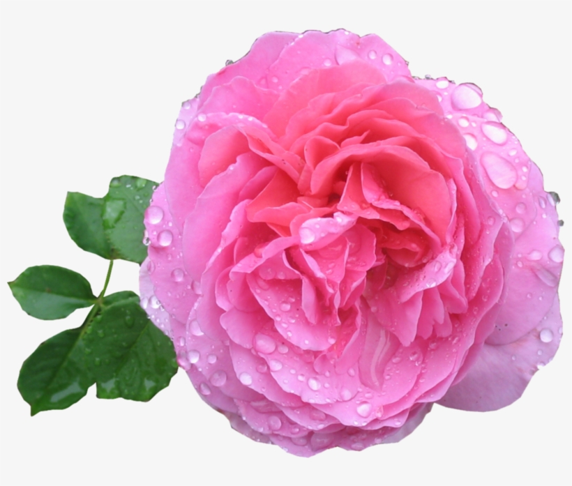 Pink Rose Png Hd - Rose Png Hd, transparent png #8886909