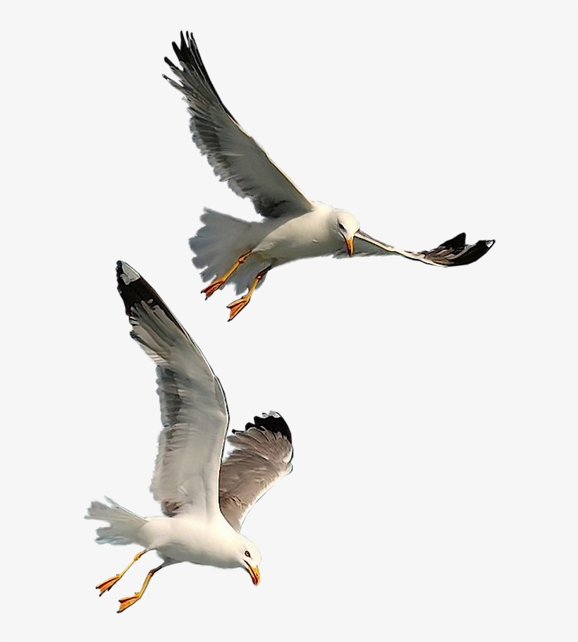 Seagulls - Seagulls Flying Png, transparent png #8887400