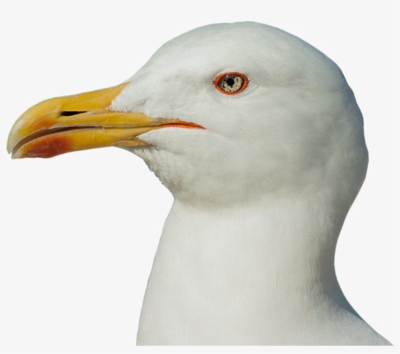 Seagull Head Transparent, transparent png #8887579