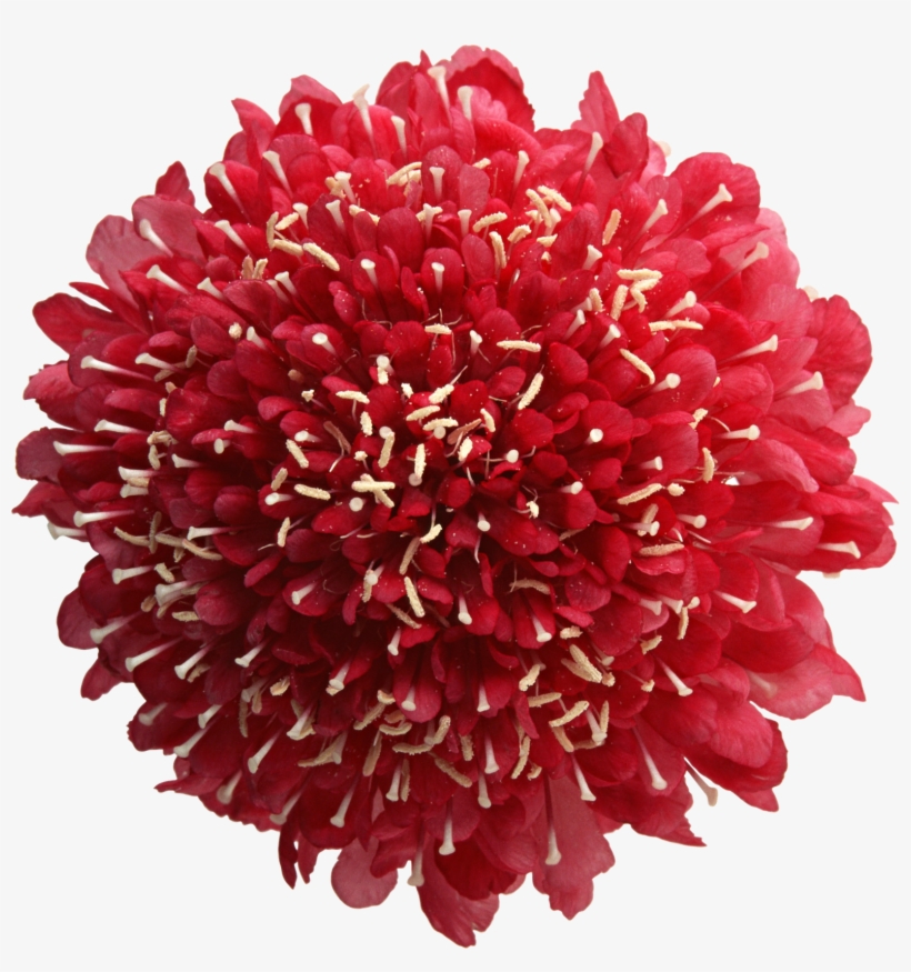 Flores Png, transparent png #8887863