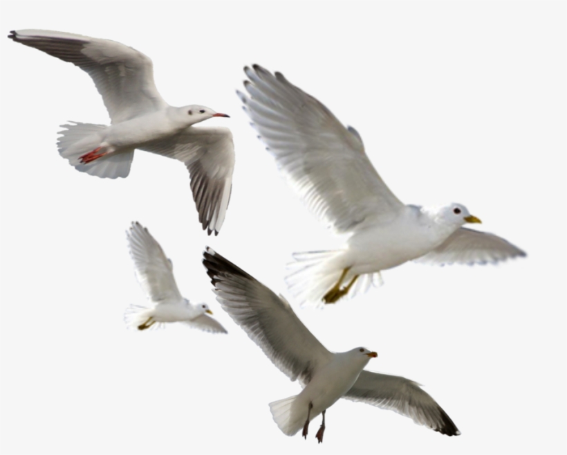 Ftestickers Sticker - 3d Birds Png, transparent png #8887892