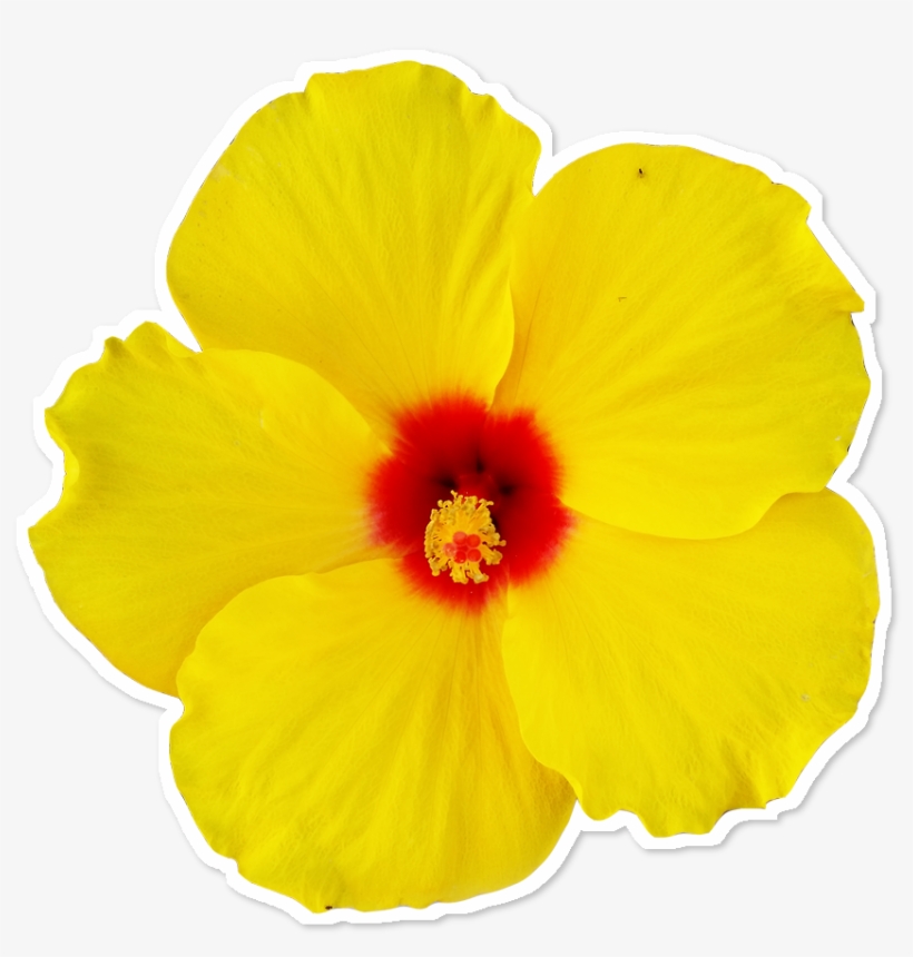 Adesivo Flor Minha De Matheus Torrezan Colab - Hawaiian Hibiscus, transparent png #8888380