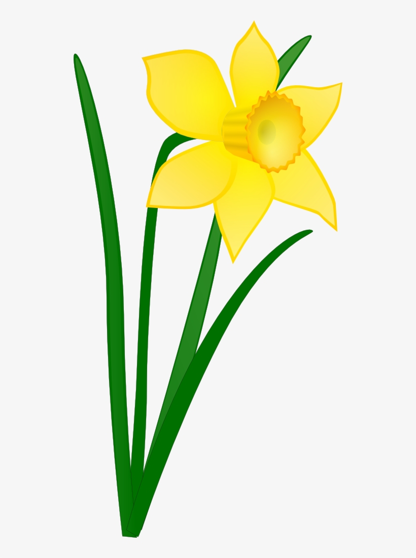 Flor - Daffodil Clipart, transparent png #8888781