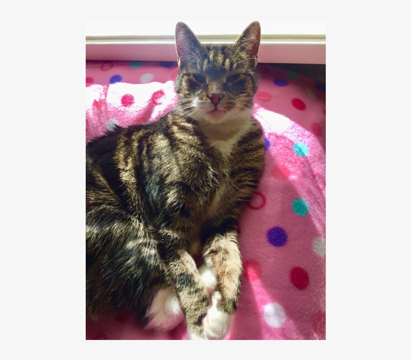 Photo Of Benji Meet Me At Neko Hq In Preston - Arabian Mau, transparent png #8889215