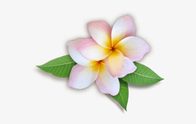 Plumeria Clipart Transparent Background - Flowers Images Hd Png, transparent png #8889608