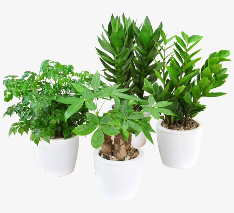 Rich Bamboo Water Hydroponics Plant Azalea Flower Big - Flowerpot, transparent png #8893341