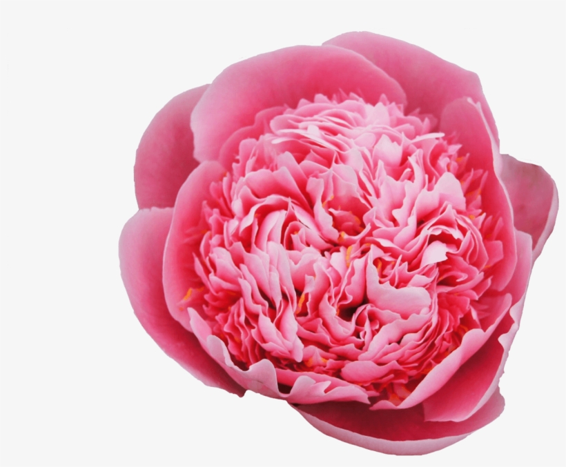 Common Peony, transparent png #8894958
