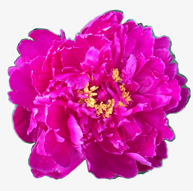 Flower Floral Peony Peonies Fuschia Yellow Pink Petalsf - Common Peony, transparent png #8894987