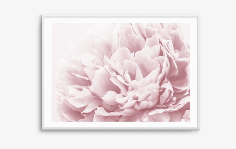 Peony In Bloom Ii Peony In Bloom Ii - Art, transparent png #8895071