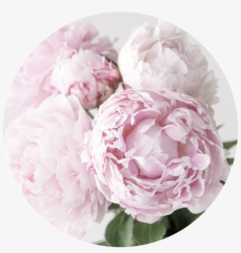 Peonies - Common Peony, transparent png #8895512