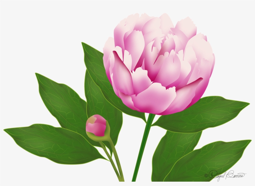Wordpress Website Blog Peony - Wild Peony, transparent png #8895694