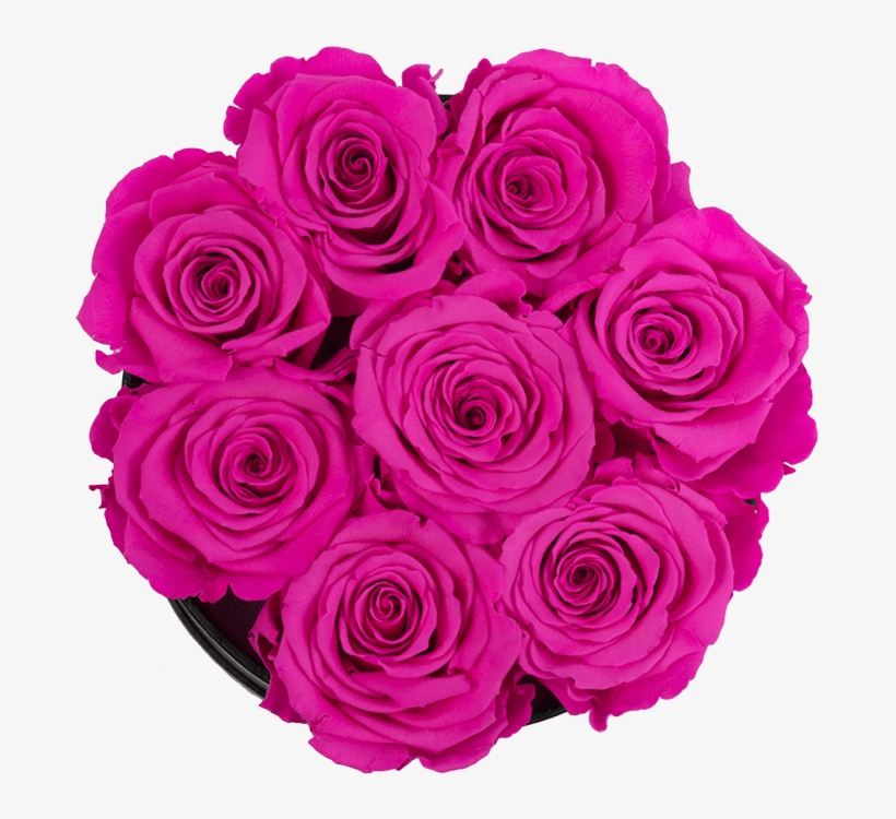 Purple And Pink Roses - Floribunda, transparent png #8895765