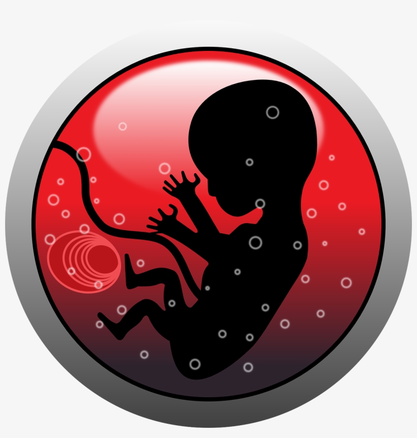 Embryo Human Infant - Abortion Png, transparent png #8895825