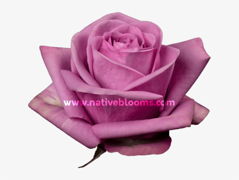 Lavender Roses - Garden Roses, transparent png #8895951