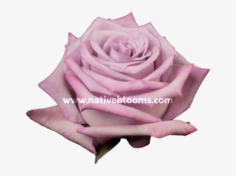 Ocean Song Roses - Garden Roses, transparent png #8896194