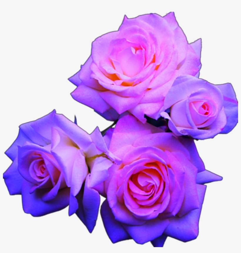Blue And Pink Roses - Aesthetic Tumblr Flower Png, transparent png #8896231