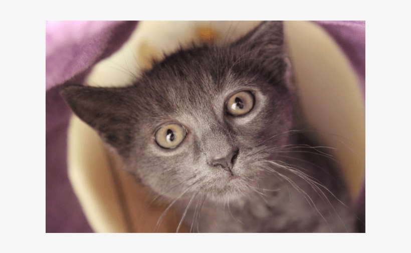 Photo Of Ewok Nk2795 - Domestic Short-haired Cat, transparent png #8897627