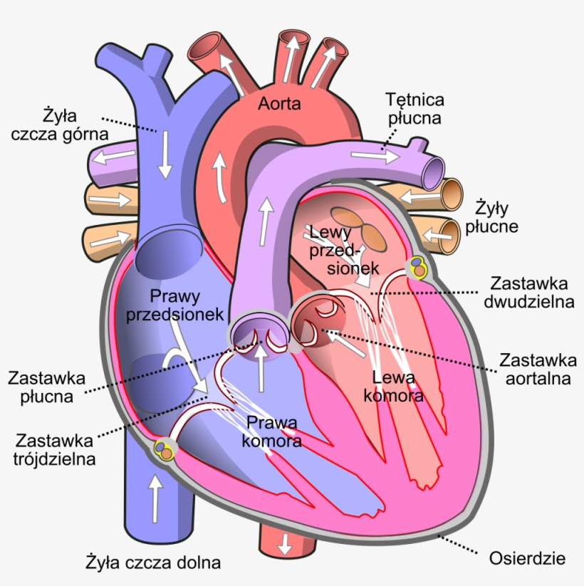 Diagram Of The Human Heart Pl - Heart Diagram, transparent png #8897675
