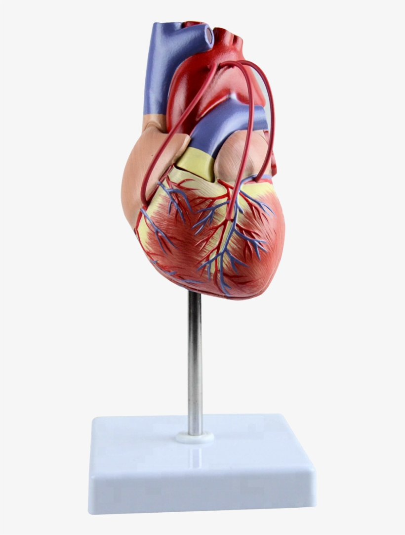 Sculpture, transparent png #8898162