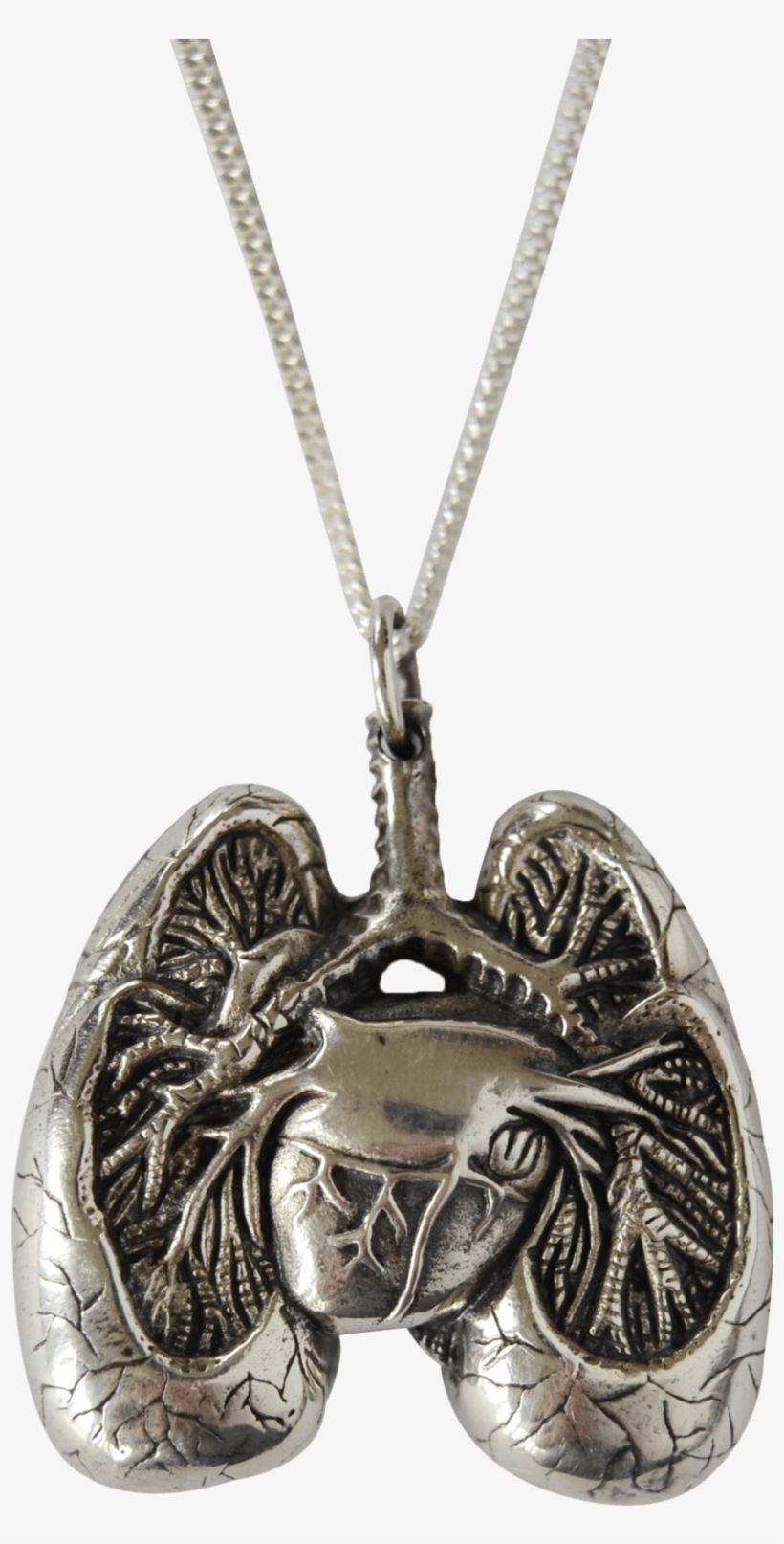 Anatomical Lung Pendant - Anatomical Lungs Necklace, transparent png #8898288