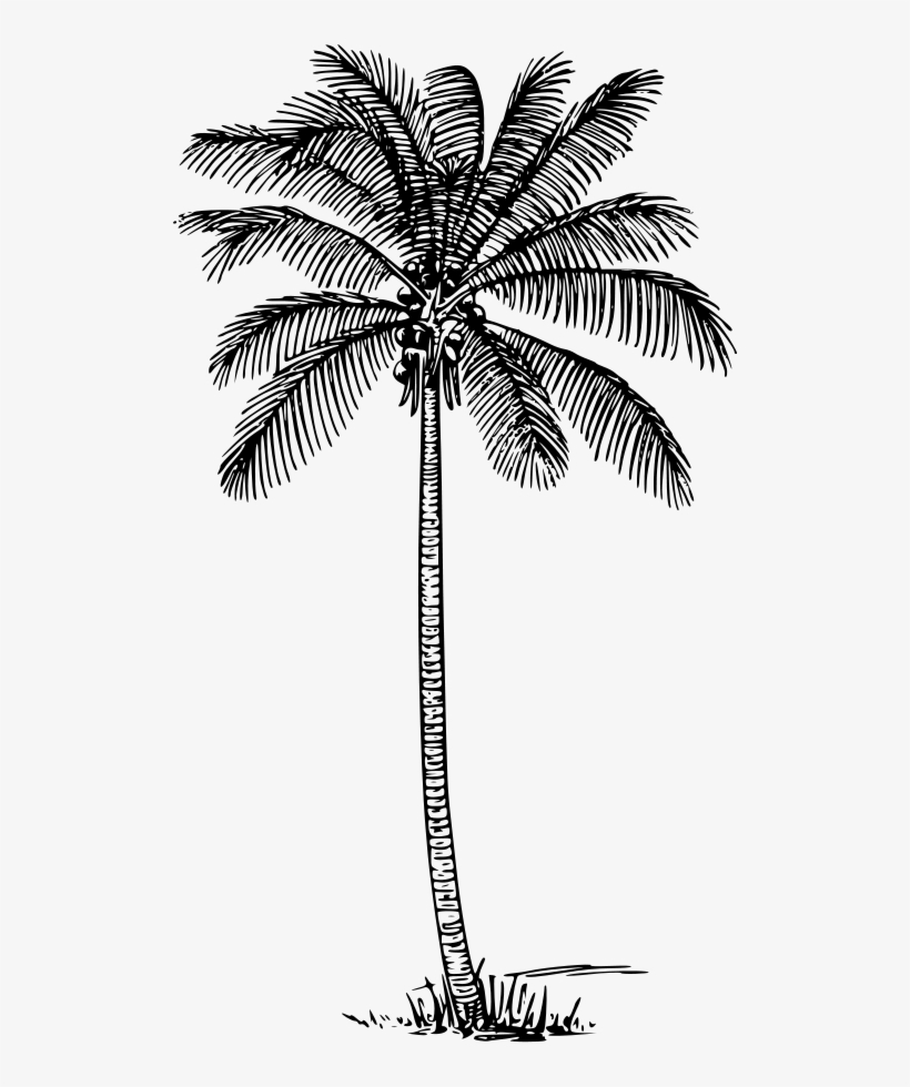 How To Set Use Coconut Palm Clipart, transparent png #890341